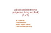 Cellular responses to stress (Adaptations, injury and ... · Dystrophic Calcification •Areas of necrosis •Atheromas •May be incidental finding due to insignificant injury •May