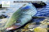 In the Trout’s Window - MA-RI Council Websitema-ri-tu-council.org/wp-content/uploads/2016/12/Iss8-Nov2017.pdf · Newsletter Page layout/Design: Ven Yann Chapter Meetings Meetings