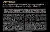 Cis-regulatory control of corticospinal system development ...ko.cwru.edu/publications/shim.pdf · Cis-regulatory control of corticospinal system development and evolution Sungbo
