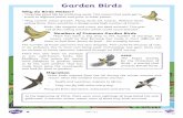 Garden Birds - Amazon Web Services€¦ · Birds control insect outbreaks and create important nesting areas for other species. Many birds, such as dunnocks, blue tits and blackbirds,