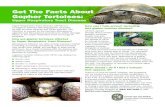 Get The Facts About Gopher Tortoises · Get The Facts About Gopher Tortoises: tortoises, in particular, should not be released back into Upper Respiratory Tract Disease Upper Respiratory