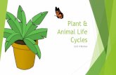 Plant & Animal Life Cycles · Animal Life Cycles Unit 4 Review. What do plants need to grow? Soil (nutrients) Water Air (carbon dioxide) Light Space to grow. Four main plant parts