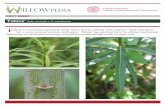 FACT SHEET - cpb-us-e1.wpmucdn.com€¦ · FACT SHEET ‘Fabius’ Salix viminalis x S. miyabeana ‘F abius’ is a fast-growing hybrid shrub willow that is a sibling of the cultivar
