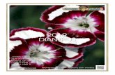 2019 DIANTHUS · 2019-01-24 · carnations. Part of the FRUIT PUN H® Series. A Proven Winners® selection. (#4458) Dianthus (Pinks) are the little gems of the garden. Perfect in