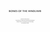 BONES OF THE HINDLIMB - Állatorvostudományi Egyetem€¦ · BONES OF THE PELVIC LIMB (OSSA MEMBRI PELVINI) PELVIC GIRDLE (CINGULUM MEMBRI PELVINI): -connection between the pelvic