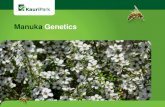 Manuka Genetics - rotoruanz.com€¦ · Manuka forests and physical barriers for bees (eg wide block of pines or water) which may isolate bees from travelling to non Manuka nectar