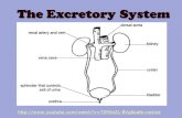 The Excretory System - Mrs. M. Brown - Homemrsmbrownshs.weebly.com/uploads/8/9/4/1/8941489/excretory_pow… · The Excretory System consists of: 2 kidneys: bean-shaped organs lying