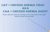 Cav = Chicken AnemIa virus aka CAA = Chicken Anemia Agent Anemi… · Cav = Chicken AnemIa virus aka CAA = Chicken Anemia Agent . Causes pancytopenia ( a reduction in both red cells