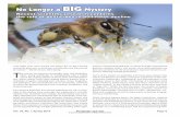 BIG - Beyond Pesticides€¦ · No Longer a BIG Mystery Recent scientific research confirms the role of pesticides in pollinator decline. Pesticides and You A quarterly publication