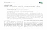 1,2 3downloads.hindawi.com/journals/sci/2018/3569493.pdf · Review Article Role of HOX Genes in Stem Cell Differentiation and Cancer Seema Bhatlekar ,1,2 Jeremy Z. Fields,3 and Bruce