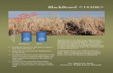 BlackBeard  - tvseed.com · BlackBeard  BlackBeard is a new black bean variety that ini-tially has shown good adaptability ideally suited to the MINDAK production