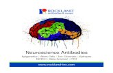 15-09 Neuro Brainbow-cs6 - Rockland Immunochemicals, Inc.rockland-inc.com/uploadedFiles/Marketing/Neuroscience Brochure 2… · 600-401-421 Anti-PPAR alpha (N-terminal speciﬁ c)