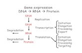 Gene expression DNA ÆRNA ÆProtein - Queen's Universitypost.queensu.ca/~biol330/Chapter 7 new.pdf · Gene expression . DNA ÆRNA ÆProtein. DNA. DNA. RNA. Protein. Replication. Transcription.