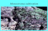 Monostroma cultivation · Monostroma proccesing (nori-tukudani) Production of Monostroma Japan: 3,000 ton (dry) for food Subject 1. Cultivation technology is completed 2. Stable Drying