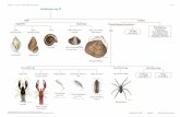 Chapter 1 • Lesson 4 • Water Habitat Site Study 1:4-37 ... · opening on left Pouch Snail spiral, opening on right Gilled Snail coiled Orb Snail Single Shell Double Shell small,