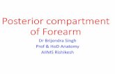 Posterior compartment of Forearm - AIIMS RISHIKESHaiimsrishikesh.edu.in/.../2018/09/780_extensor_forearm_bs_output.pdf · Posterior Compartment of Forearm •commonly known as extensor