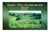 Kudzu: “The vine that ate the South” · Kudzu: “The vine that ate the South” By Trip Wray. Presentation Outline Basic Overview of Plant History of Plant’s Use Three Parts