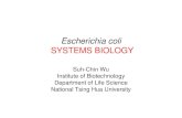 Escherichia coli Systems Biology - National Tsing Hua ...algorithm.cs.nthu.edu.tw/~ISA5101/2004/ppt/20040924/Escherichia … · •Capsule • Flagella • Pili • Cytoplasm •