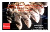 Aerodynamic Properties of Avian Flight as a Function of ...web.mit.edu/amarch/www/files/IMECE2005.pdf · Aerodynamic Properties of Avian Flight as a Function of Wing Shape Andrew