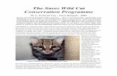 The Sarez Wild Cat - Bengal cat · pedigree felines has turned our lives full circle, as we share our home with, and strive to conserve the breathtaking wild ancestors of our domestic