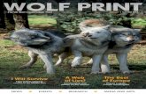 &54.6478. 9:.129;4 - UK Wolf Conservation Trust 01 Wolf Print Cover.indd 1 07/08/2017 15:32. REGULARS