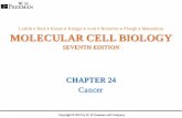 Molecular Cell Biology 6/e - contents.kocw.netcontents.kocw.net/KOCW/document/2016/pusan/kanghosung/12.pdf · 2016-09-09 · Table 20-2 Molecular Biology of the Cell). The hallmarks