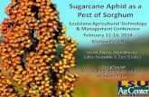 Sugarcane Aphid as a Pest of Sorghum...• Commonly found infesting sugarcane in Louisiana since 1999 • Observed infestations in sorghum beginning in mid-July, 2013 • One report
