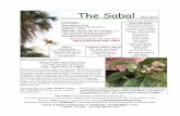 The Sabal - Native Plant Project · suberosa) hierba de las gallinitas (Petivera alliacea), Buckly dropseed (Sporobolus buckleyi) and Monte-zuma cypress (Taxodium mucronatum). Globally-rare