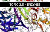 TOPIC 2.5 - ENZYMES - sciencestephenson.comsciencestephenson.com/wp-content/uploads/2018/07/2.5-Enzymes.pdf · Understandings U2: Enzyme catalysis involves molecular motion and the