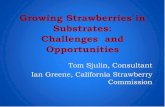 Growing Strawberries in Substrates: Challenges and ...cesantabarbara.ucanr.edu/files/75478.pdf · Growing Strawberries in Substrates: Challenges and Opportunities Tom Sjulin, Consultant