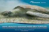 WHYHEALTHYOCEANSNEEDSEATURTLES€¦ · U.S. Sea Turtles Importance of Sea Turtles to Healthy Oceans Maintaining Habitat Importance of Green Sea Turtles on Seagrass Beds Impact of