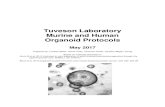 Tuveson Laboratory Murine and Human Organoid Protocolstuvesonlab.labsites.cshl.edu/wp-content/uploads/sites/49/2018/06/... · Tuveson Laboratory Murine and Human Organoid Protocols