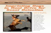 Imprinting Dogs in Hunt Drive for Scent Detectionopportunity to hunt in an environment that contains prey. When searching for prey, dogs use just about every sense that they possess.