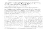 A ceramide-activated protein phosphatase mediates ceramide ...genesdev.cshlp.org/content/10/4/382.full.pdf · A ceramide-activated protein phosphatase mediates ceramide-induced G1
