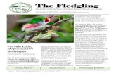 The Fledgling - Southern Adirondack Audubon Society · 2019-08-31 · Southern Adirondack Audubon Society (SAAS), a certified local chapter of the National Audubon Society, has more