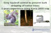 Grey Squirrel control to prevent bark stripping of native ...€¦ · • Resulted in no squirrel damage during the 2009 stripping season ... •An effective way of controlling grey