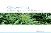 Growing Hemp in Alberta · Hemp is an ancient crop experiencing a rebirth as a commercial crop. It became legal to grow hemp for commercial production in Canada in 1998. The Industrial