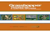 IdentIfIcatIon & control MethodsDepartment/deptdocs... · crops and forage plants), and (b) they are capable of laying many eggs – considerably more than other non-pest grasshopper