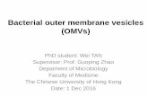 Bacterial outer membrane vesicles (OMVs) · Outer membrane vesicles (OMVs) • Bacterial OMVs: nano‐sized spherical structures 20-250 nm in diameter derived from the bacterial cell