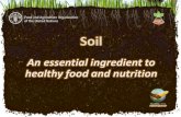 Soil: An Essential Ingredient to Healthy Food and Nutrition · An essential ingredient to ... to sufficient, safe and nutritious food, which meets their dietary needs and food preferences