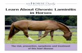 Learn About Chronic Laminitis in Horses · Cushing’s disease and begin treatment with medication to control it, and in turn reduce his risk of laminitis. Insulin resistance also