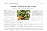Powdery Mildew of Papaya in Hawai‘i - University of Hawaii · 2012-07-10 · UH–CTAHR Powdery Mildew of Papaya in Hawai‘i PD-90 July 2012 2 caricae (=Erysiphe cruciferarum),