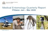 Medical Entomology Quarterly Report/media/Files/Corporate...Medical Entomology Quarterly Report Pilbara: Jan –Mar 2020 health.wa.gov.au Please contact Medical Entomology if more