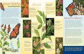 Monarch Butter˜ies Milkweeds/media/PDFs/Pollinators/Monarchs_East.pdf · sites and ˜y northward in search of host plants on which to lay their eggs. Female monarchs lay eggs on