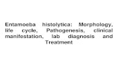 Entamoeba histolytica: Morphology, life cycle ...cpha.tu.edu.iq/images/E.histolytica.pdf.pdf · •Balantidium Coli •Balantidium coli is the largest protozoan parasite in humans