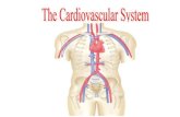 Cardiovascular System - Mrs. Cook's Page · 2019-12-05 · cardiovascular system, paying special attention to the musculature of the walls, the chambers, and the valves of the heart