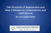 The Structure of Bupivacaine and how it Relates to ......Anesthetic Pharmacology: Basic Principles and Clinical Practice. Cambridge University Press. ... Pharmacology and physiology