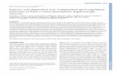 Retinoic acid-dependent and -independent gene-regulatory … · dopaminergic genes En1, En2 and Cck are upregulated in the absence of Pitx3, and that their expression cannot be suppressed