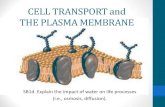 HOMEOSTASIS AND THE PLASMA MEMBRANE · 2016-12-05 · CELL TRANSPORT and THE PLASMA MEMBRANE SB1d. Explain the impact of water on life processes (i.e., osmosis, diffusion).