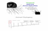 Tropical Marine Invertebrates - Boston Universitypeople.bu.edu/jrf3/BI569/BI569_Tropical_Marine...Phylum Porifera Porifera (Latin: “pore bearing”) oldest animal phylum simplest